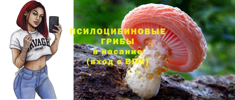 Псилоцибиновые грибы Psilocybine cubensis Абинск